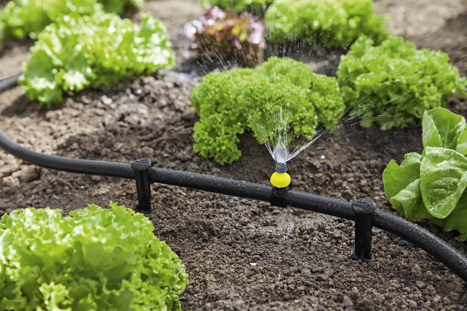 Drip Irrigation